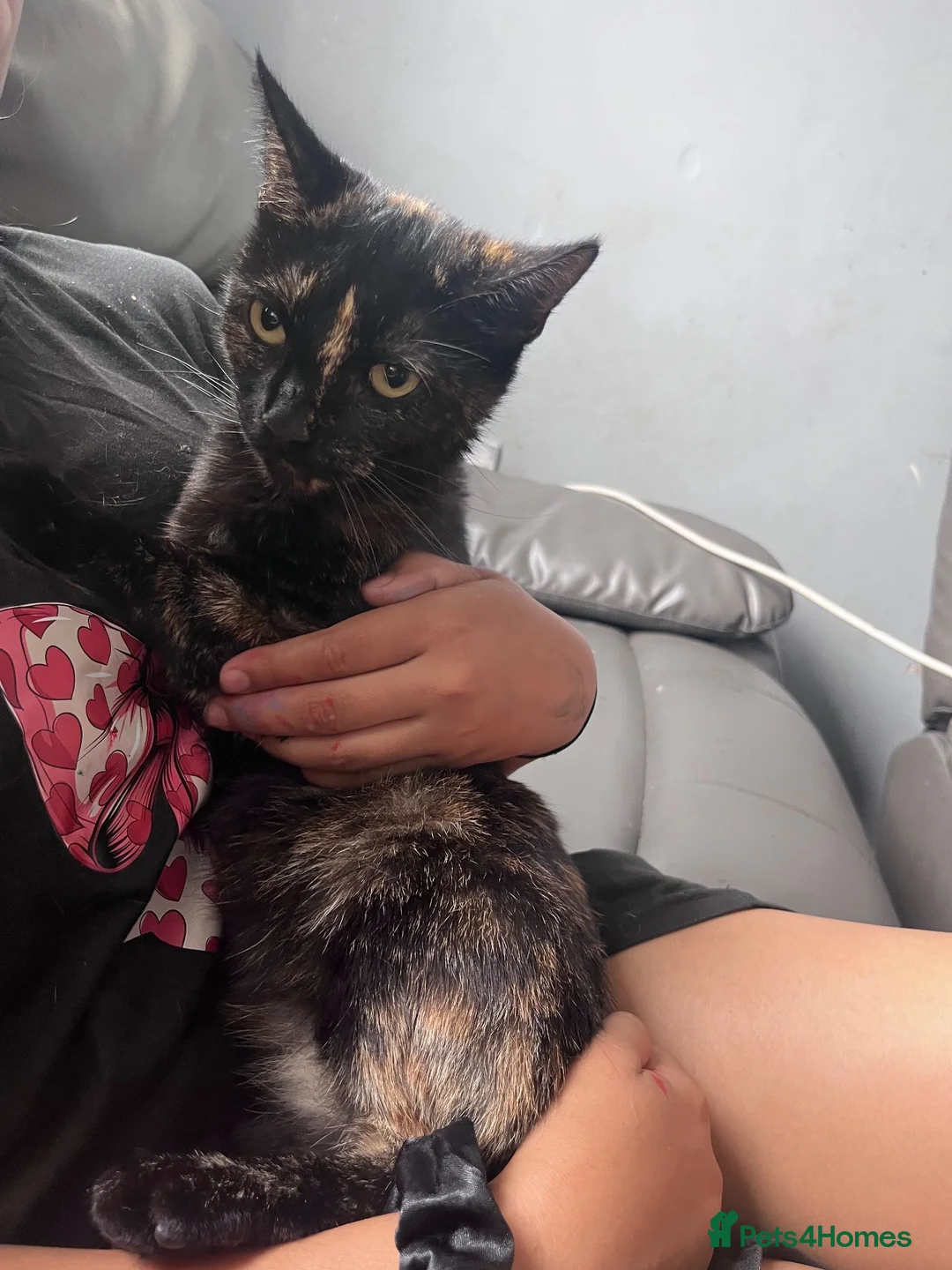 Mixed Breed cats for sale: 5 month old Mix breed Kittens  - Advert 7
