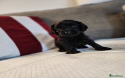 Cocker Spaniel dogs for sale: Cocker Spaniel Puppies🐕🐕 READY 30TH NOVEMBER 💙 - Advert 12