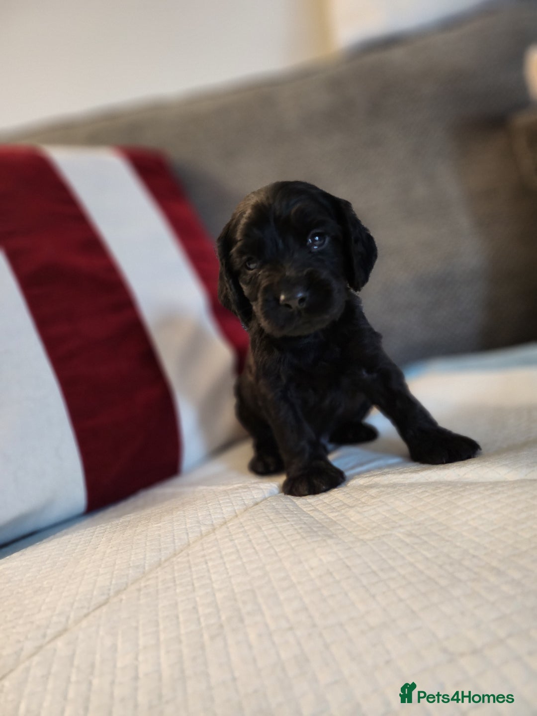 Cocker Spaniel dogs for sale: Cocker Spaniel Puppies🐕🐕 READY 30TH NOVEMBER 💙 - Advert 12