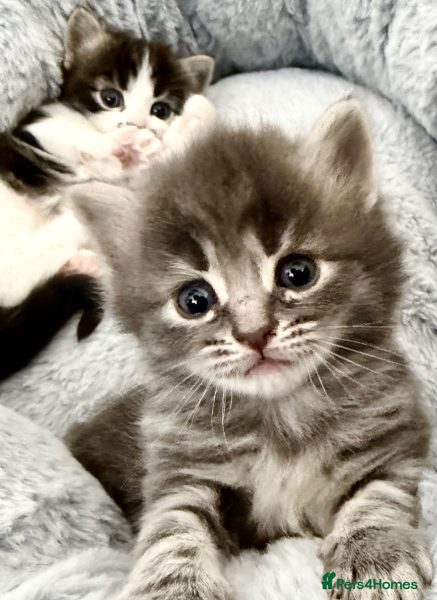 Mixed Breed cats for sale: Gorgeous, lovely Tabby kittens looking for home💕 - Advert 22
