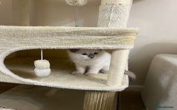Ragdoll cats for sale: 🌸 Stunning Female Ragdoll Kitten –14 Weeks Old 🌸 - Image 6