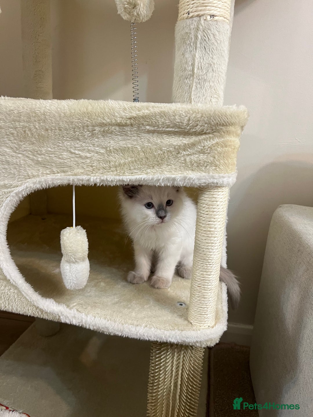 Ragdoll cats for sale: 🌸 Stunning Female Ragdoll Kitten –14 Weeks Old 🌸 - Image 6