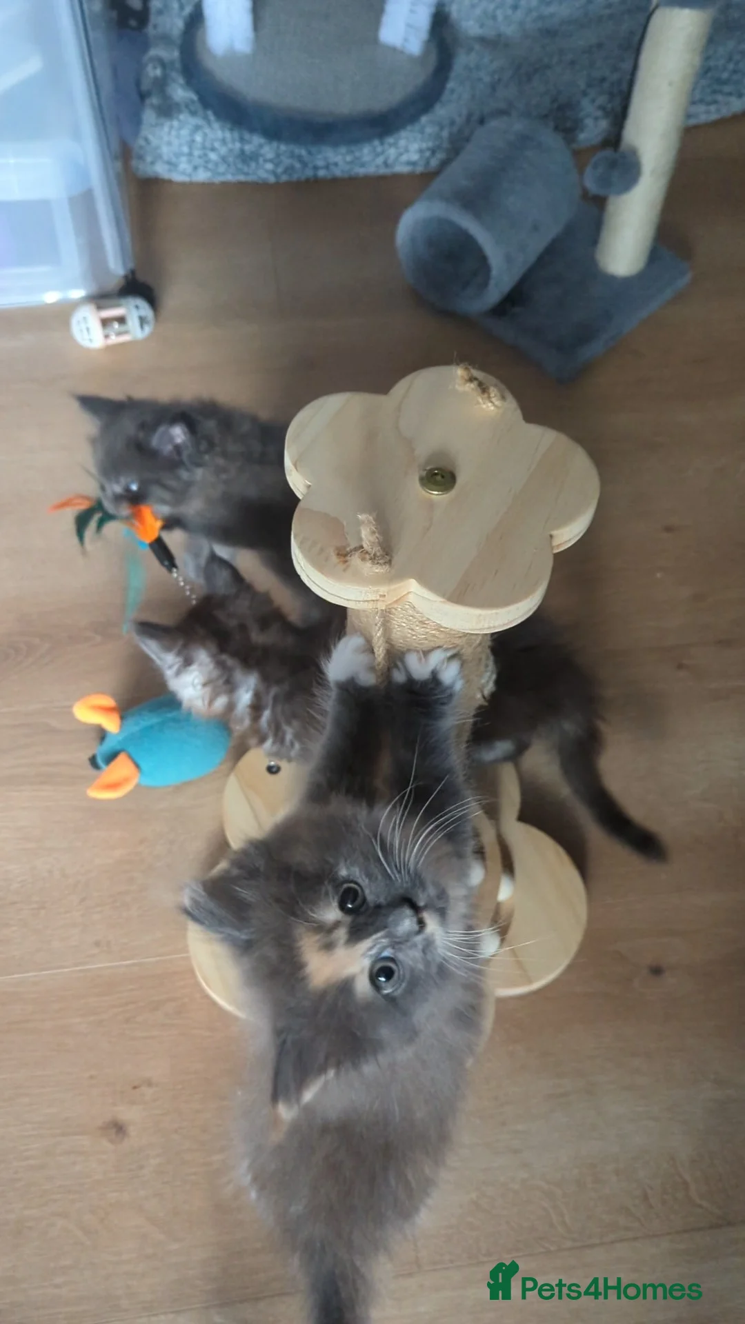 Maine Coon cats for stud: TICA Reg Maine Coon for Stud Service! in Frome - Advert 7