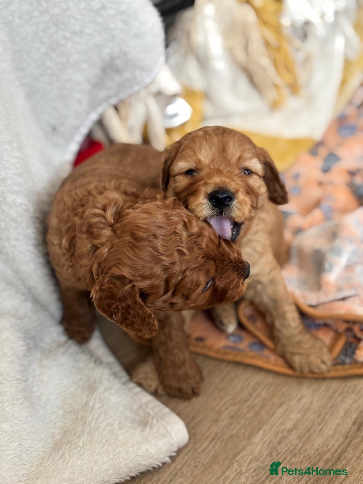Cavapoo dogs KC Registered Parents 4 Girls 1 Boy - Advert 11