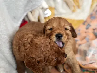 Cavapoo dogs KC Registered Parents 4 Girls 1 Boy - Advert 18