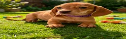 Miniature Dachshund dogs for sale: Gorgeous Miniature Dachshund Puppies -RKC - Advert 4