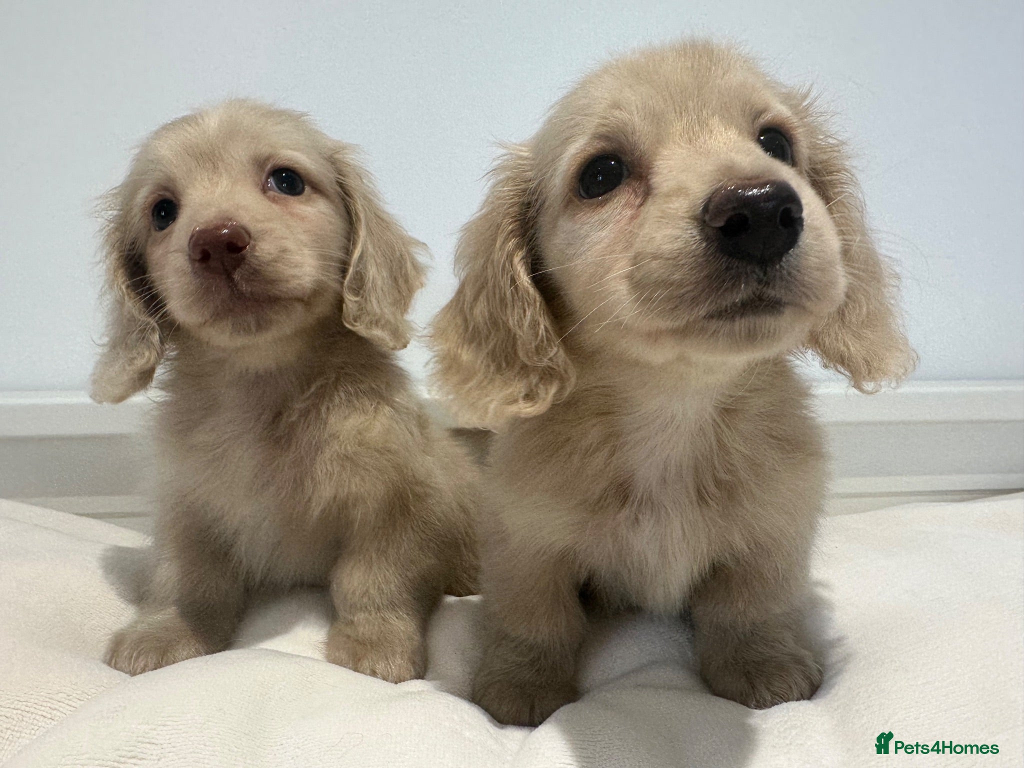 Miniature Dachshund dogs 👑CREAM LONG HAIRED DACHSHUNDS 👑 - Advert 1