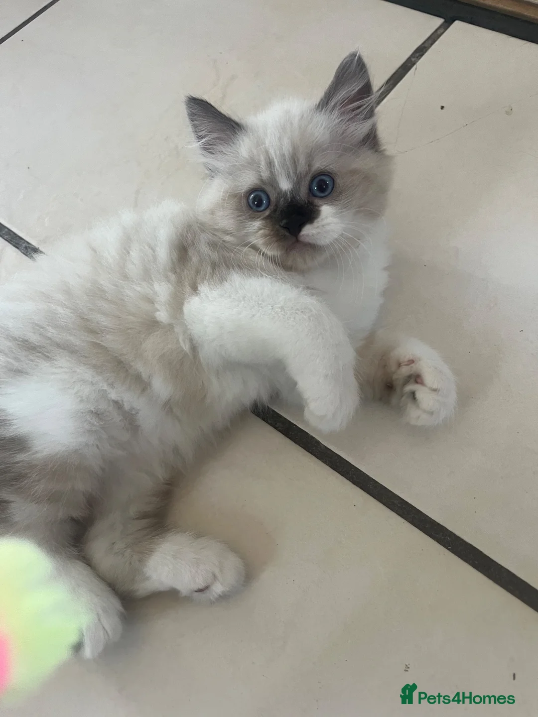 Persian cats for sale: Beautiful colourpoint persian/ragdoll - Advert 9