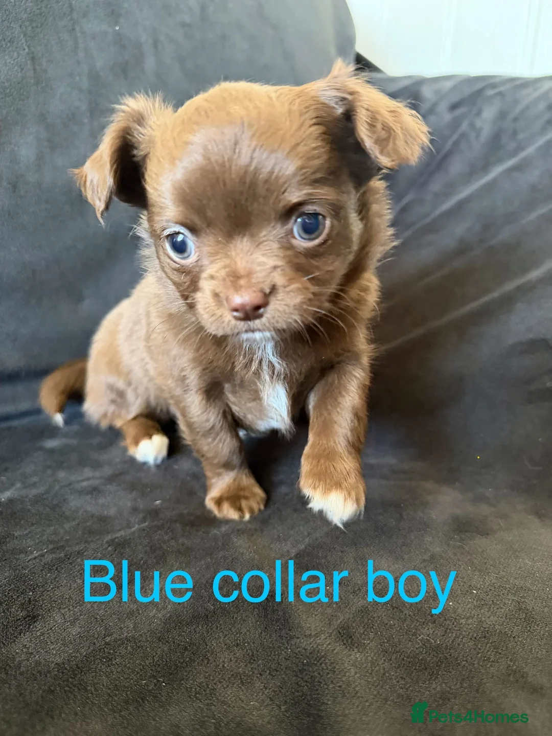 Chihuahua dogs for sale: Beautiful Litter of Long Coat Chihuahua Puppies - Advert 1