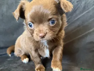 Chihuahua dogs Beautiful Litter of Long Coat Chihuahua Puppies - Advert 1