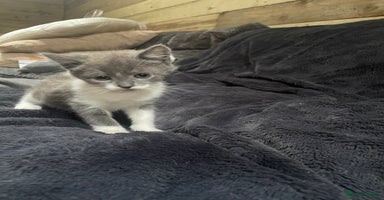 Mixed Breed cats - Advert 14