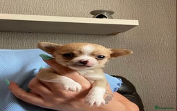 Chorkie dogs for sale: Tiny make chorkies - Image 1