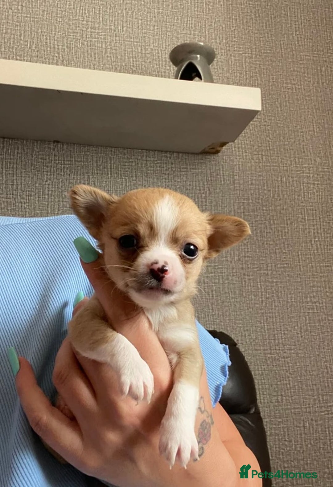 Chorkie dogs for sale: Tiny make chorkies - Image 1