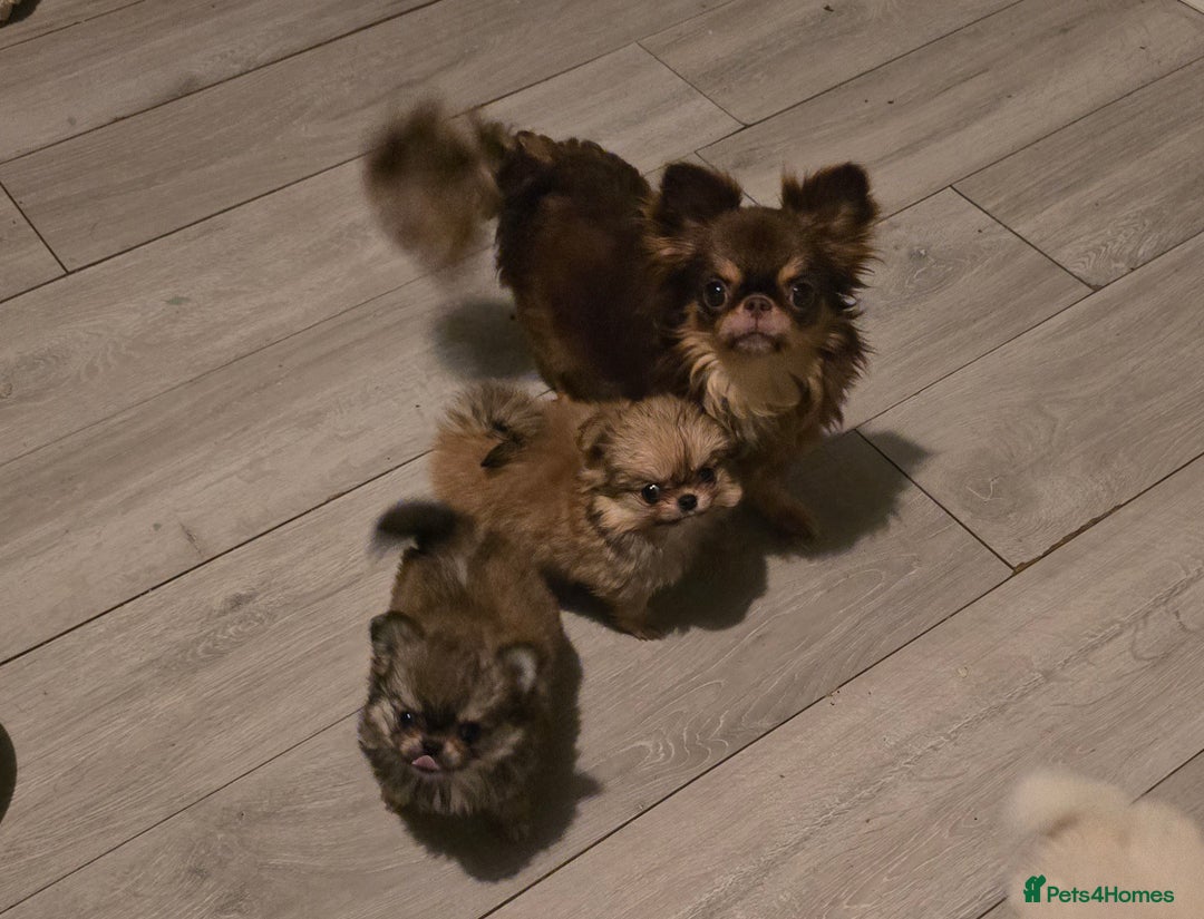 Pomchi dogs for sale: Xx Gorgeous pomchi puppies Xx - Advert 18