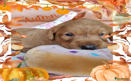 Australian Labradoodle dogs for sale: Stunning red F1b Australian Labradoodle puppies  - Image 9