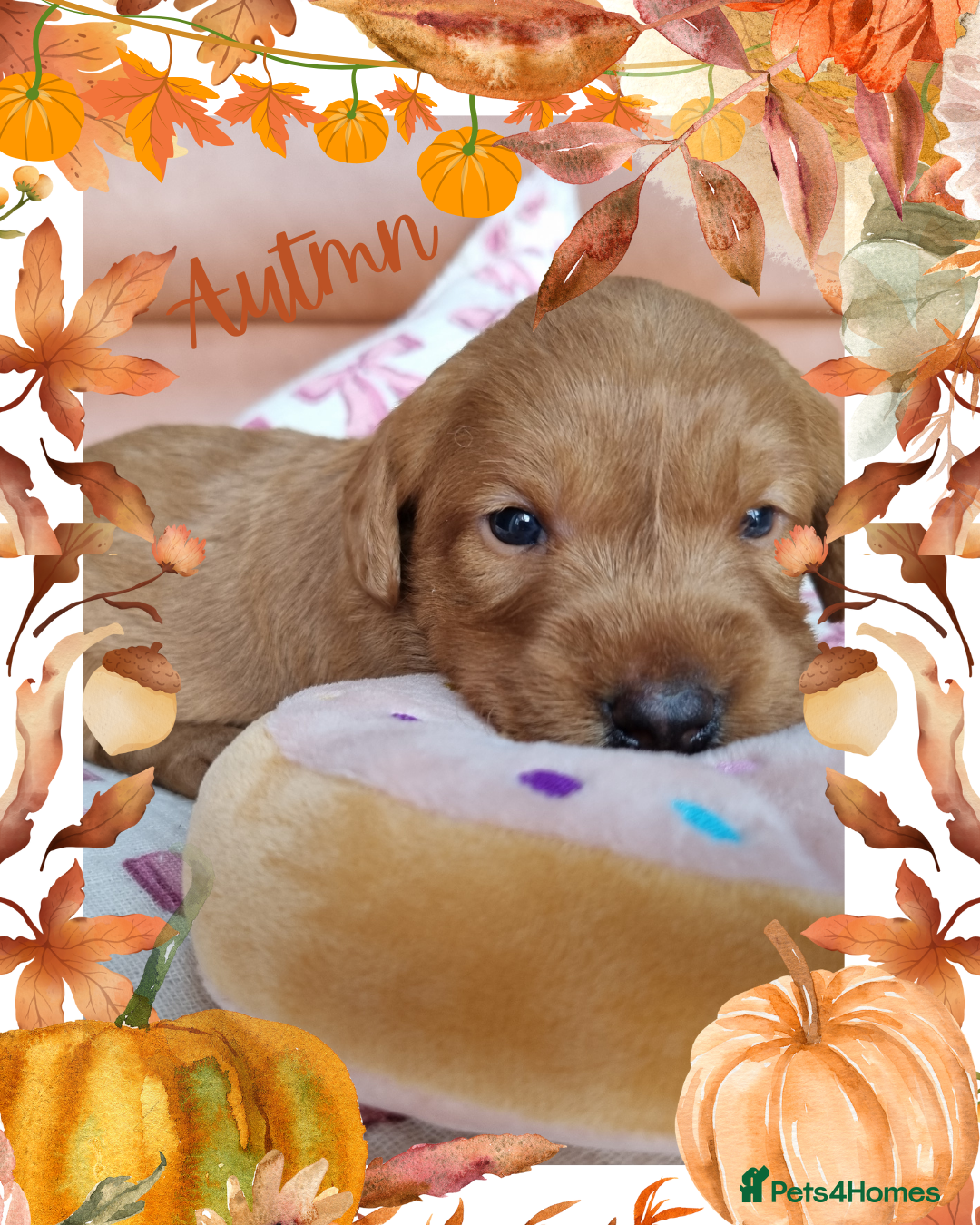 Australian Labradoodle dogs for sale: Stunning red F1b Australian Labradoodle puppies  - Image 9