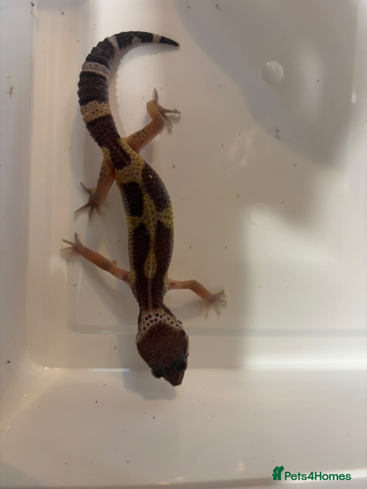 Gecko reptiles Female Leopard gecko  - Advert 2