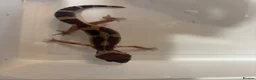 Gecko reptiles for sale: Female Leopard gecko  in Aylesbury - Advert 1