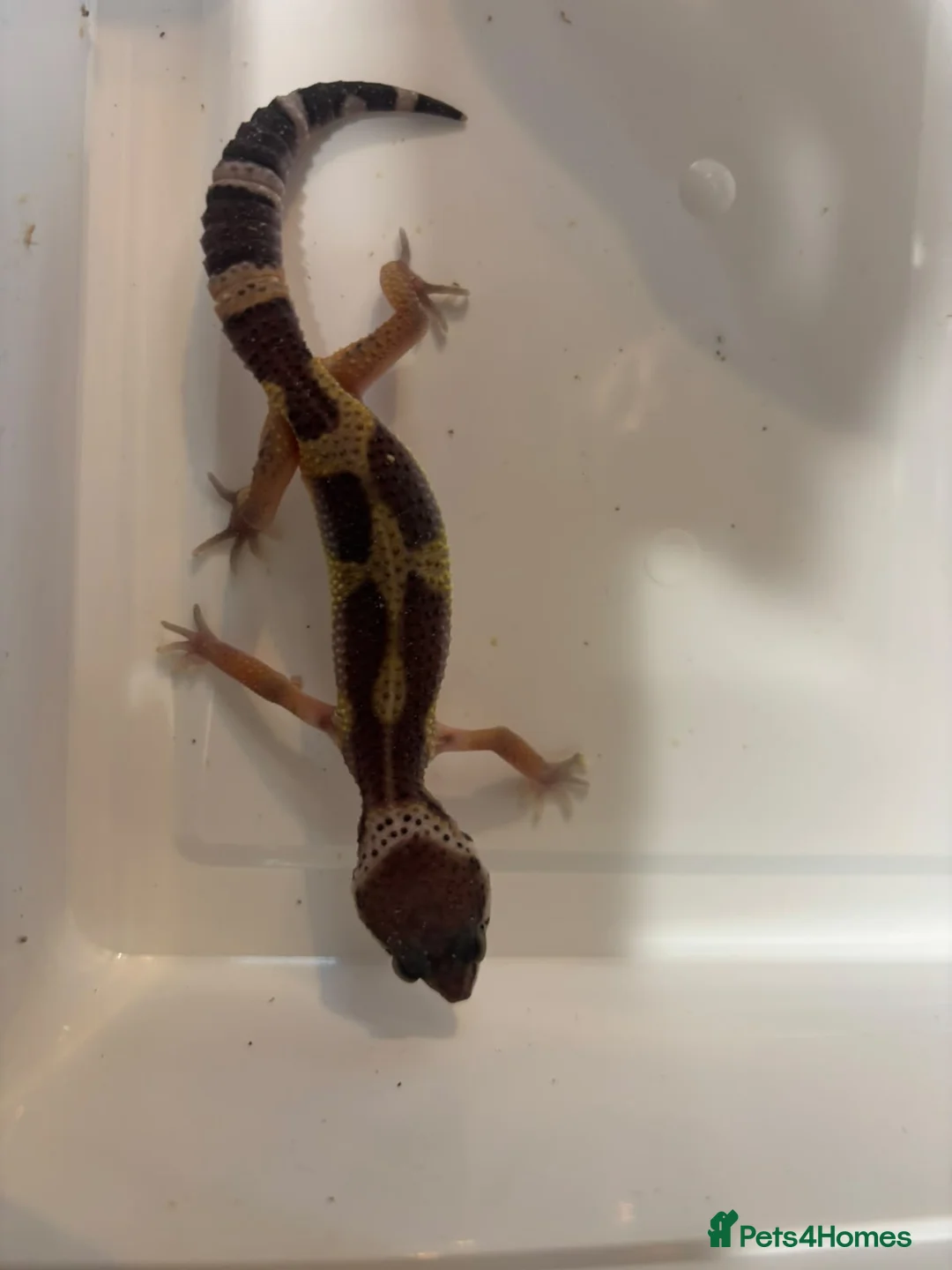 Gecko reptiles for sale: Female Leopard gecko  in Aylesbury - Advert 1