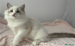 Ragdoll cats for sale: Playful Pedigree Ragdoll Kittens Available - Image 11