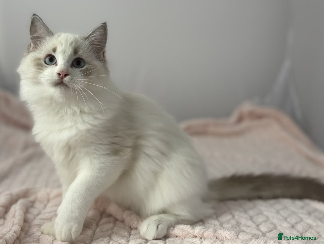 Ragdoll cats for sale: Playful Pedigree Ragdoll Kittens Available - Image 11