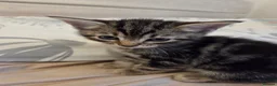 Mixed Breed cats for sale: 3 beautiful kittens  - Advert 10