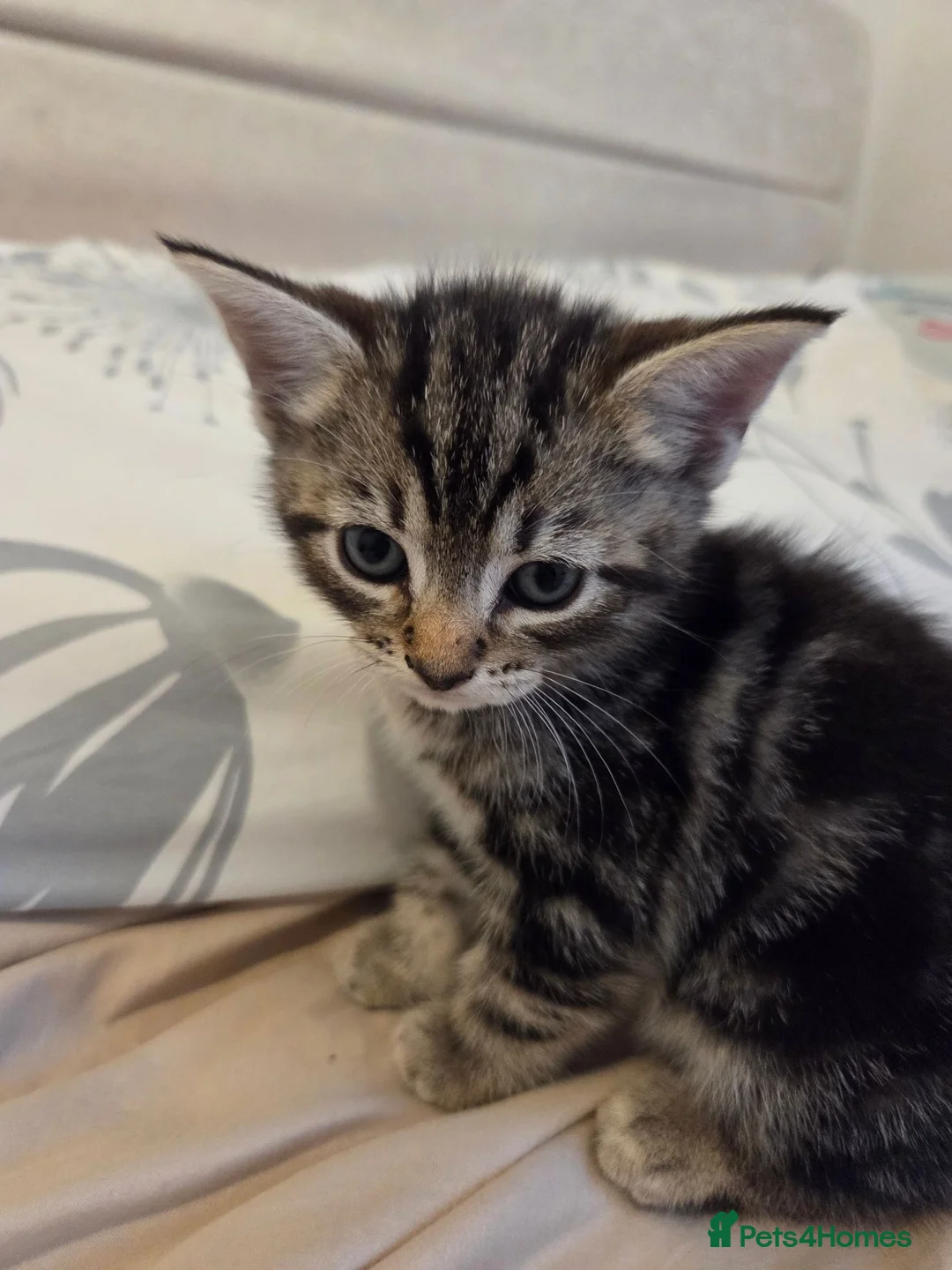Mixed Breed cats for sale: 3 beautiful kittens  - Advert 10