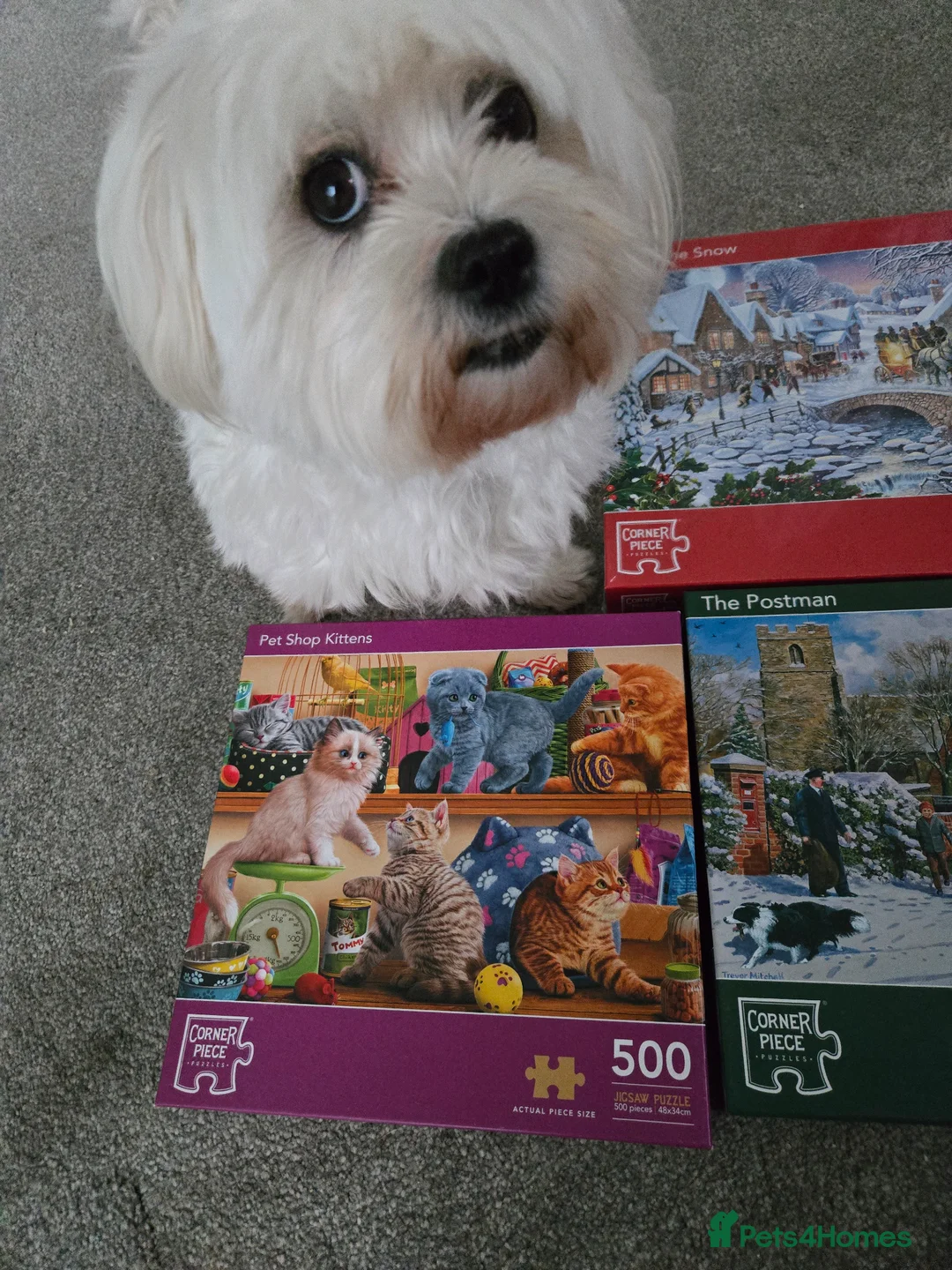 Maltipoo dogs for sale: TOP QUALITY CHAMPAGNE MALTIPOO. - Advert 6