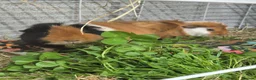 Guinea Pig rodents for sale: Bonded boars - Advert 4