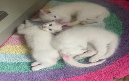 Turkish Van cats for sale: Gorgeous & Loving Turkish Van Kittens - Image 40