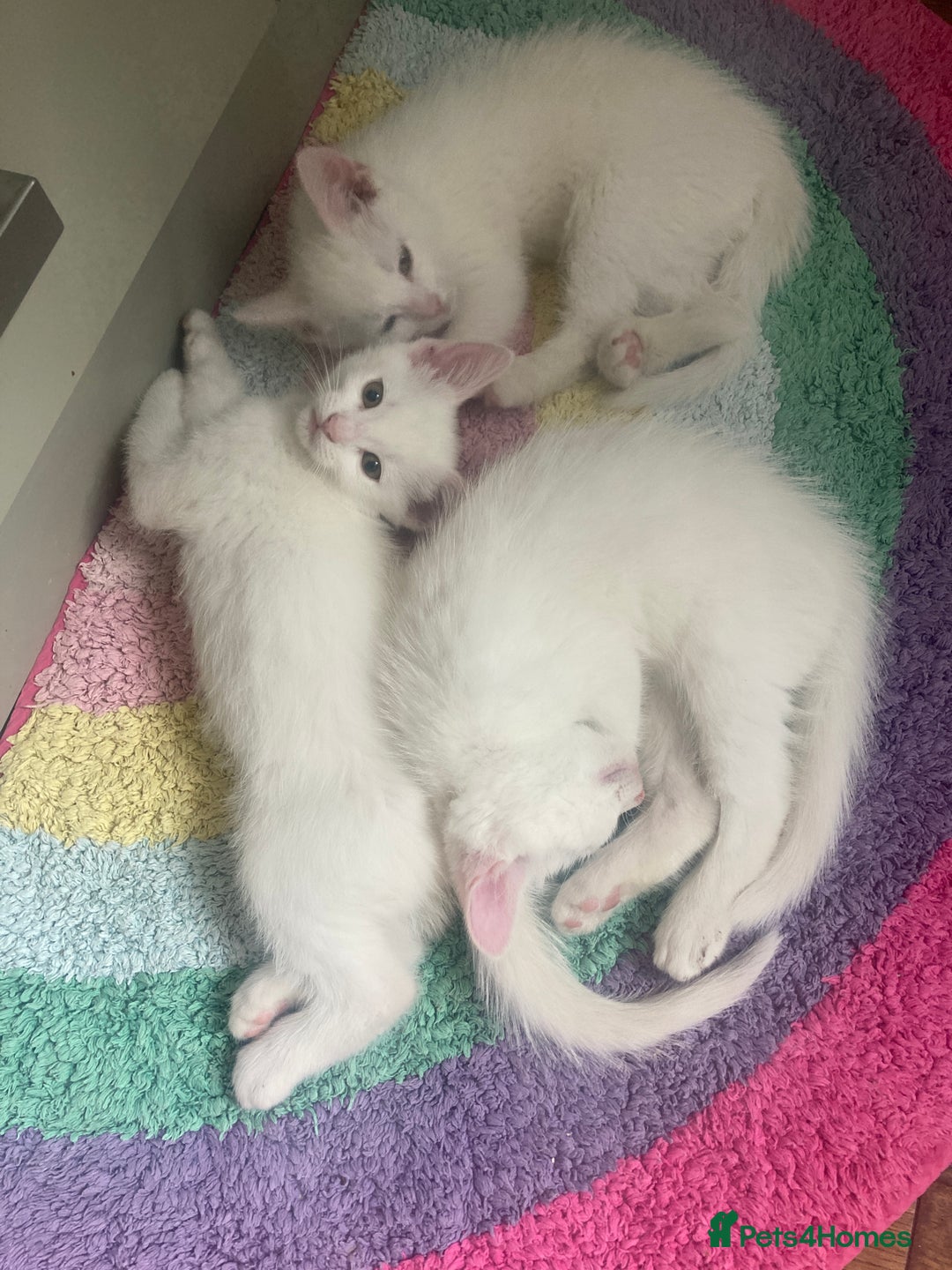 Turkish Van cats for sale: Gorgeous & Loving Turkish Van Kittens - Image 40