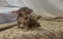 French Bulldog dogs for sale: 💕🐾 Stunning French bulldogs 🐾💕 - Advert 16