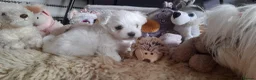 Maltese dogs for sale: MALTESE girl - Advert 4
