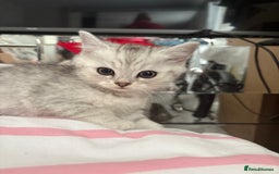 Persian cats for sale: Silver tipped chinchilla Persian/British shorthair - Image 4
