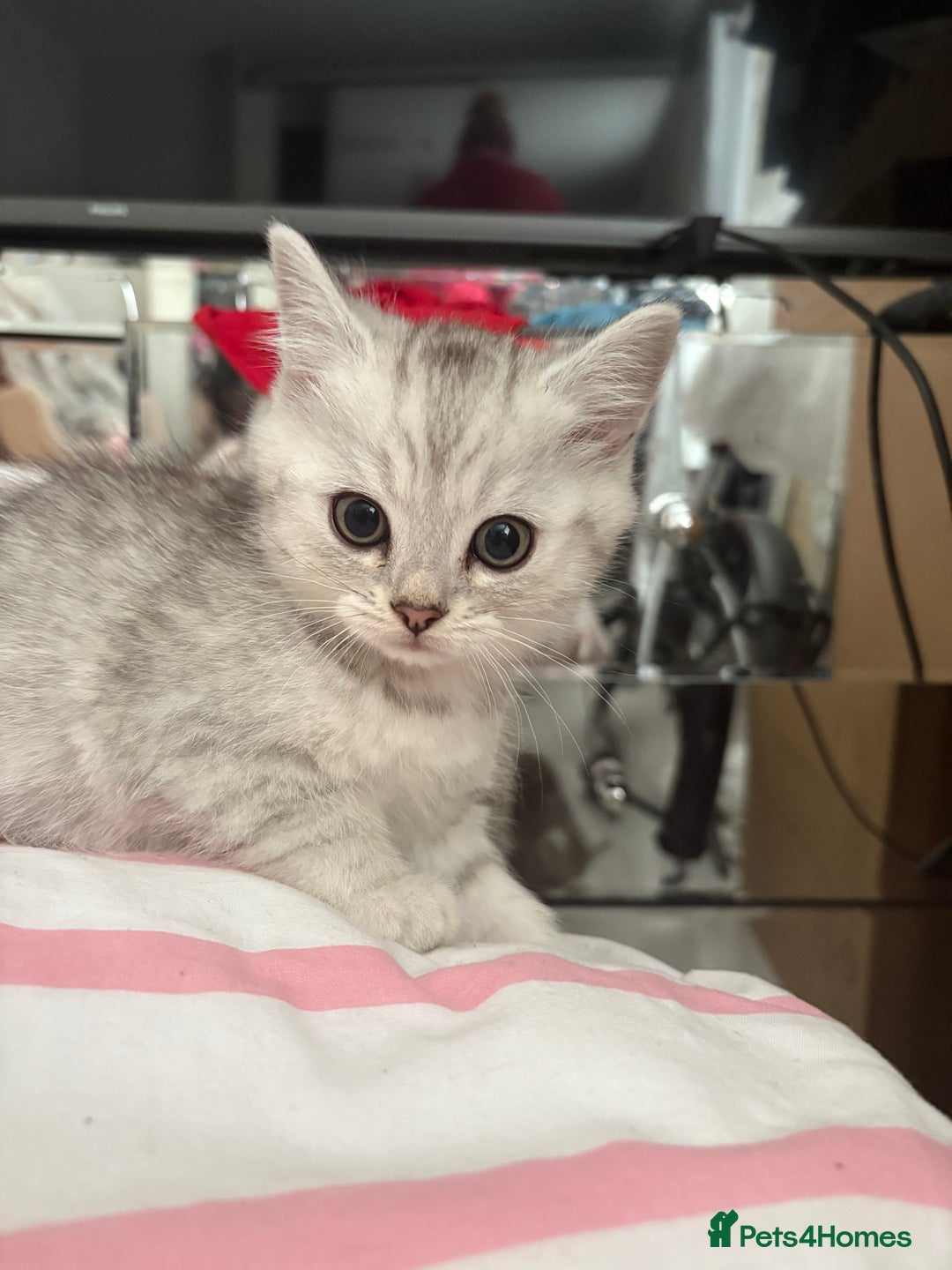 Persian cats for sale: Silver tipped chinchilla Persian/British shorthair - Image 4