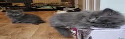 British Longhair cats for sale: Gorgeous British Blue longhair kittens - Advert 23