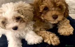 Cavapoochon dogs for sale: 2 Cavapoochons girls for sale. Wilmslow. Cheshire. - Image 2