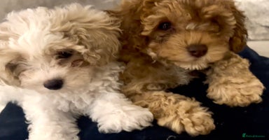 Cavapoochon dogs - Advert 5