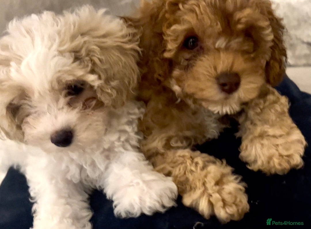 Cavapoochon dogs for sale: 2 Cavapoochons girls for sale. Wilmslow. Cheshire. - Image 2