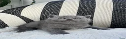 British Shorthair cats for sale: 💐British Shorthair Kittens (Blue)💐 - Advert 27
