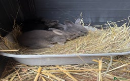 British Giant rabbits for sale: Giant rabbits  - Image 6