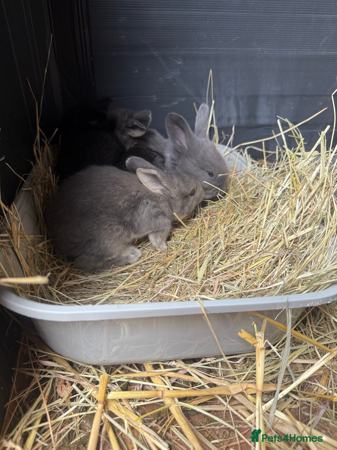 British Giant rabbits for sale: Giant rabbits  - Image 6