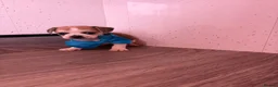 Chihuahua dogs for sale: Stunning Chihuahua puppies - Advert 3