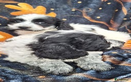 Poochon dogs for sale: 2 beautiful poochon girls - Image 15