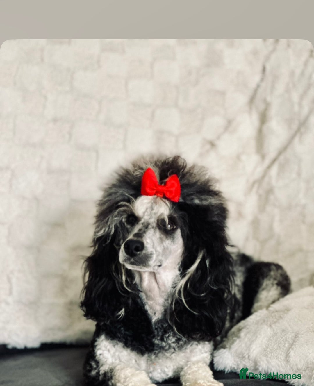 Miniature Poodle dogs for sale: Miniature poodle puppies  - Image 25