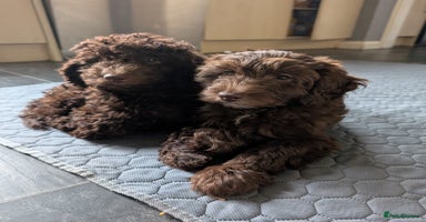 Labradoodle dogs - Advert 4