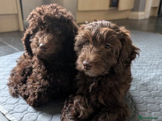 Labradoodle dogs - Advert 15