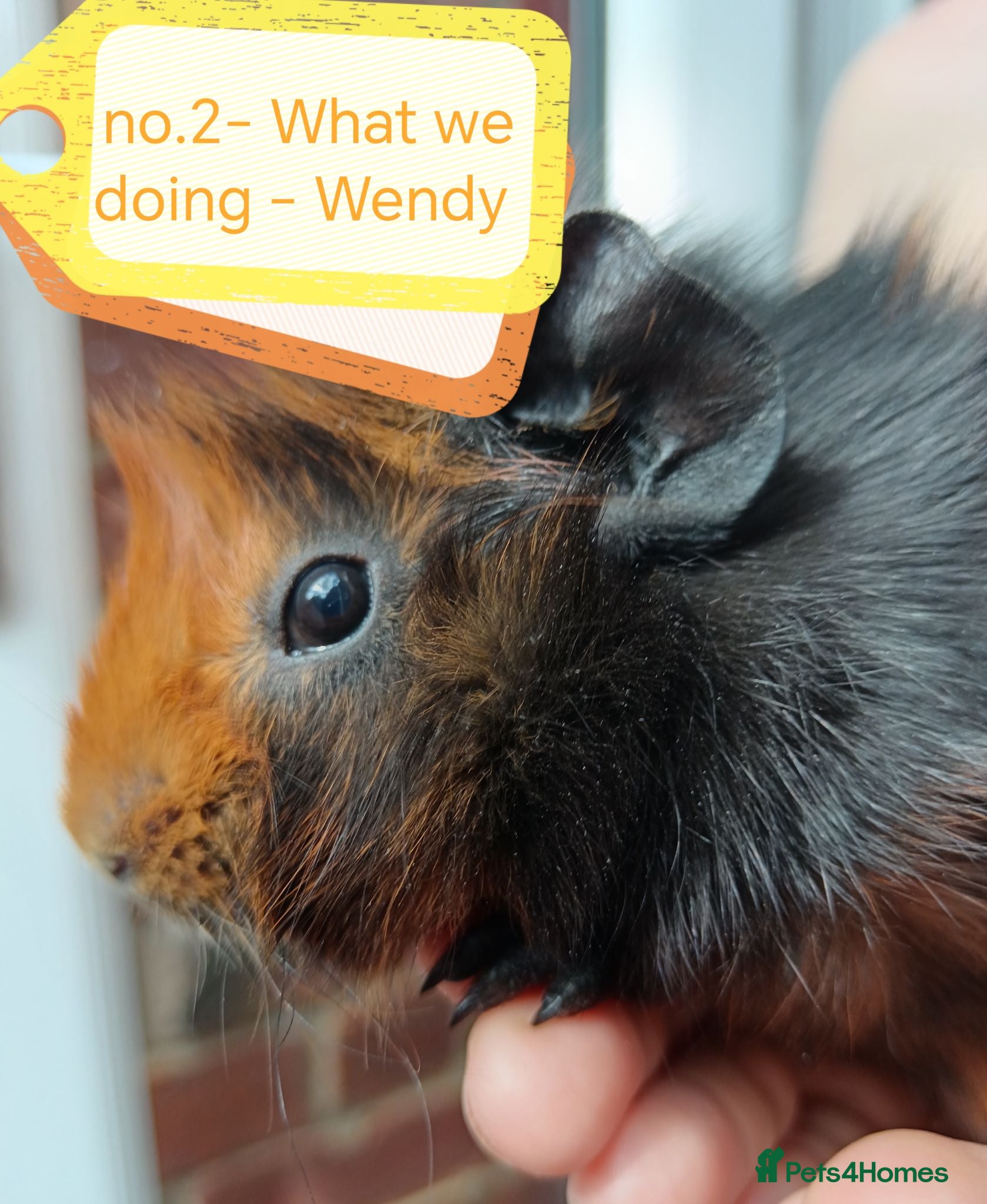 Guinea Pig rodents 💎 gorgeous Abyssinian girl guineas💎🥰😍 - Advert 15
