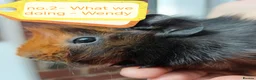 Guinea Pig rodents for sale: 💎 gorgeous Abyssinian girl guineas💎🥰😍 - Advert 2