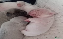 French Bulldog dogs for sale: Platinum cream velvet french bulldogpup 4 week old - Image 13